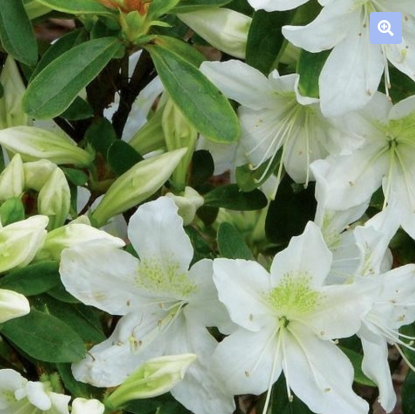 L’AZALEA JAPONICA PALESTRINA: UN OMAGGIO A GIOVANNI PIERLUIGI